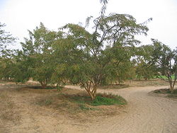  Amla, Phyllanthus emblica