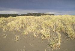 Dunes littorales plantées d'oyats
