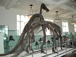  Anatotitan copei
