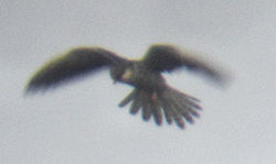  Falco amurensis