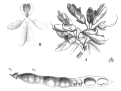  genre Anagyre  (Anagyris foetida)