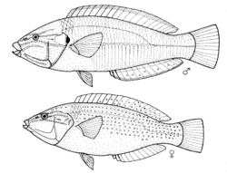  Mâle (en haut) et femelle (en bas)