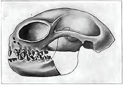 Crâne d'Anaptomorphus