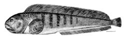  Oceanic Ichthyology de G. Brown Goode et Tarleton H. Bean (1896)
