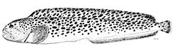  Anarhichas minorOceanic Ichthyology de G. Brown Goode et Tarleton H. Bean (1896)