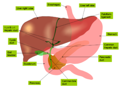 Anatomy of liver and gall bladder.png