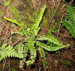  Asplenium anceps de Madère