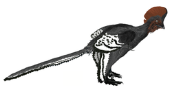  Anchiornis - Patron de couleur reconstitué scientifiquement