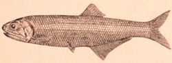  Une représentation d'anchois européen (Engraulis encrasicolus)