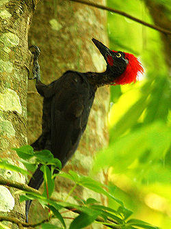  Pic des Andaman sur un arbre