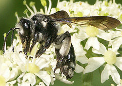  Andrena agilissima