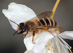  Andrena flavipes