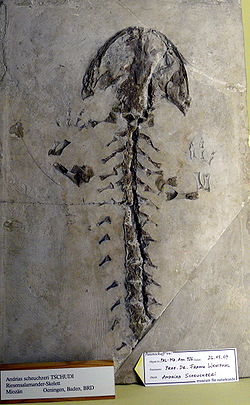  Fossile d'Andrias schleuchzeri