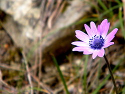 Anemone hortensis subsp. Hortensis 