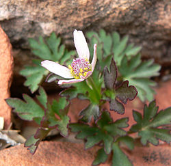  Anemone tuberosa