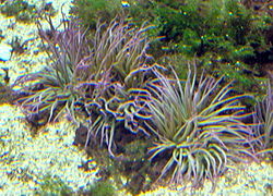  Anemonia sulcata à l'Aquarium Cinéaqua