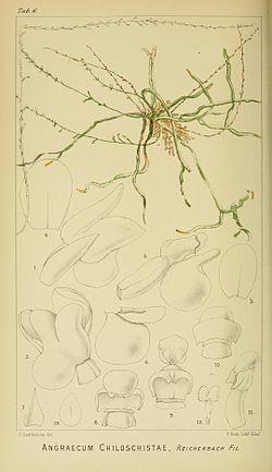 Microcoelia exilisin Harry Bolus:Orchids of South Africa - volume I(1896)