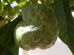  Fruit de l'attier, Annona squamosa