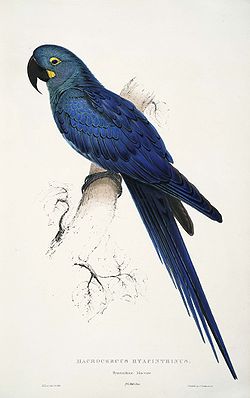  Anodorhynchus leari, dessin d'Edward Lear