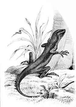  Anolis pachypus