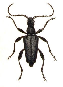  Stictoleptura scutellata mâle dans un vieux dessin