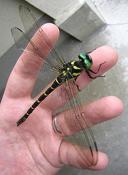  Anotogaster sieboldii