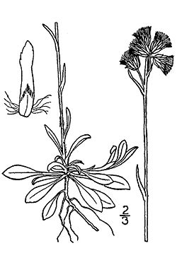  Antennaria howellii subsp. canadensis