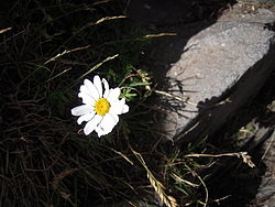  Anthemis cretica (Canigou - Pyrénées)