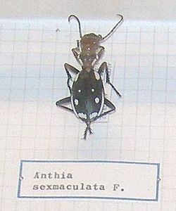  Anthia sexmaculata