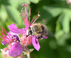 Anthophora plumipes male3.JPG