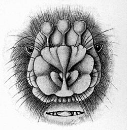 Tête de Anthops ornatus par Ernst Haeckel (1904)