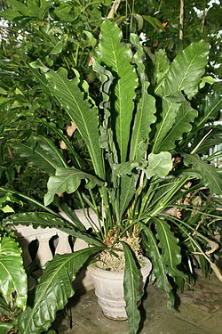  Anthurium eggersii