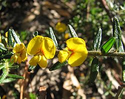  Aotus ericoides