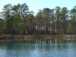 Apalachicola pond.JPG