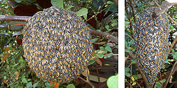  Un nid d'abeilles naines