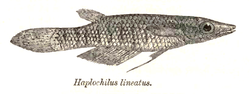  Aplocheilus lineatus(ancienne orthographe)