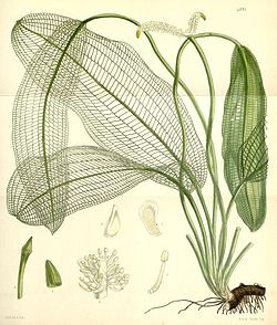  Aponogeton madagascariensis