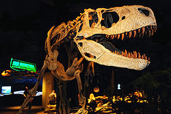  Appalachiosaurus olseni (squelette reconstitué)