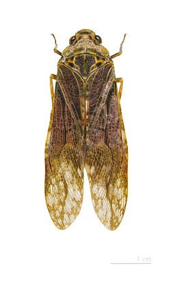  Aracynthus sanguineus - Muséum de Toulouse