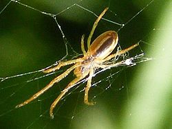  Araneus pratensis