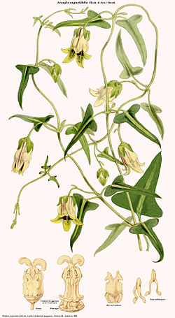  Araujia angustifolia