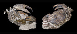  Archaeogeryon peruvianus