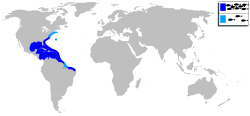 Archosargus probatocephalus mapa.svg
