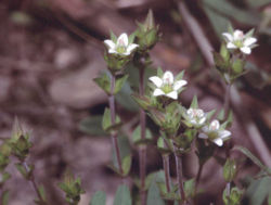  Arenaria serpyllifolia