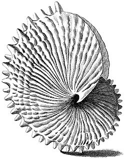  Index Testarum Conchyliorum (1742) de Niccolò Gualtieri