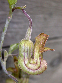  Fleur de Aristolochia californica
