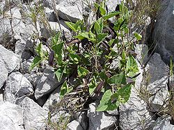  Aristolochia pistolochia dans son milieu naturel