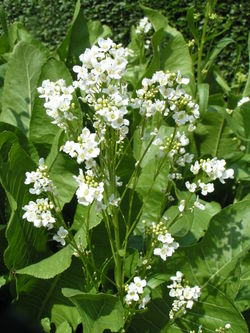  Du Raifort (Armoracia rusticana)