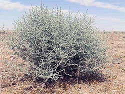  Artemisia herba-alba