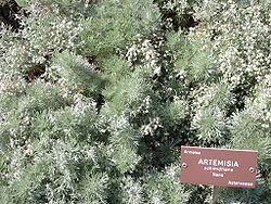  Artemisia schmidtiana, armoise naine